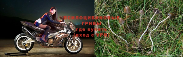 a pvp Алзамай